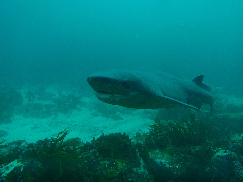 cow shark