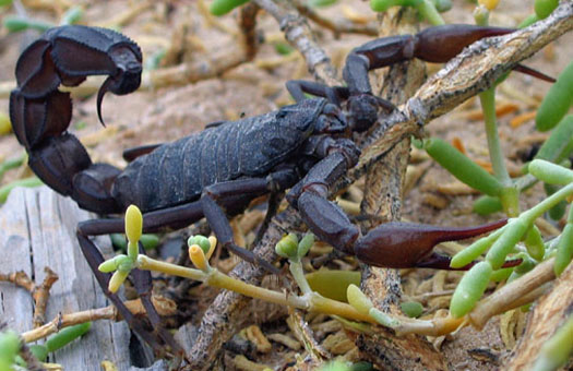 Scorpion Venom Could Make a Safe Alternative to Morphine