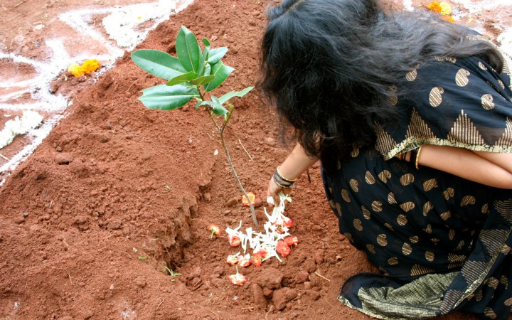 India Plants Nearly 50 Million Trees In Record-Breaking Effort