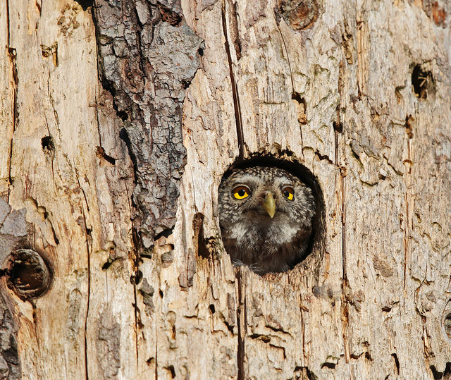 pygmy owl