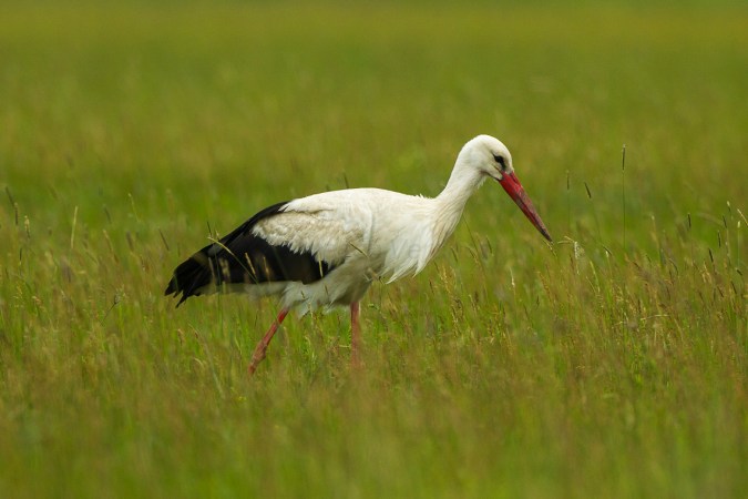 Storks Are Changing Migration Patterns To Lunch At Landfills