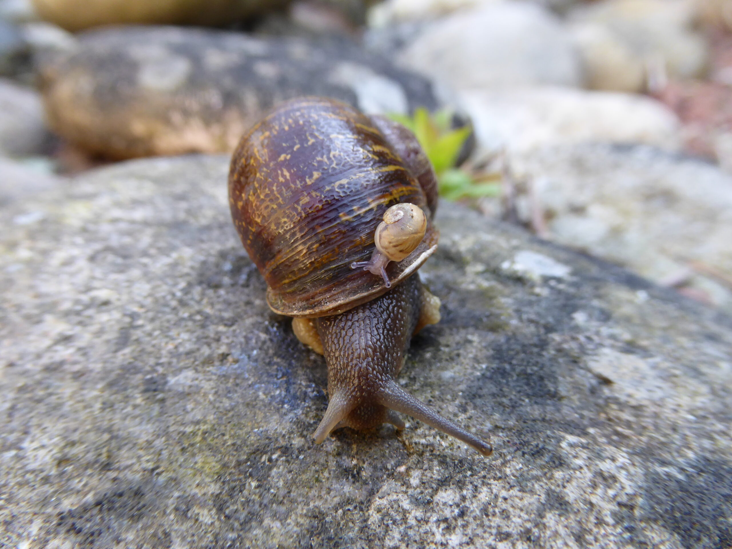 Jeremy the lefty snail has now been rejected by two other lefty snails