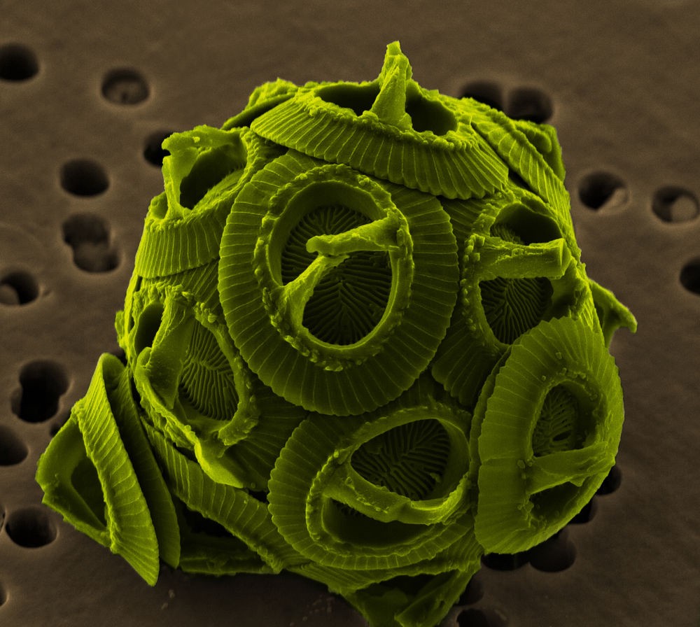 microalgae