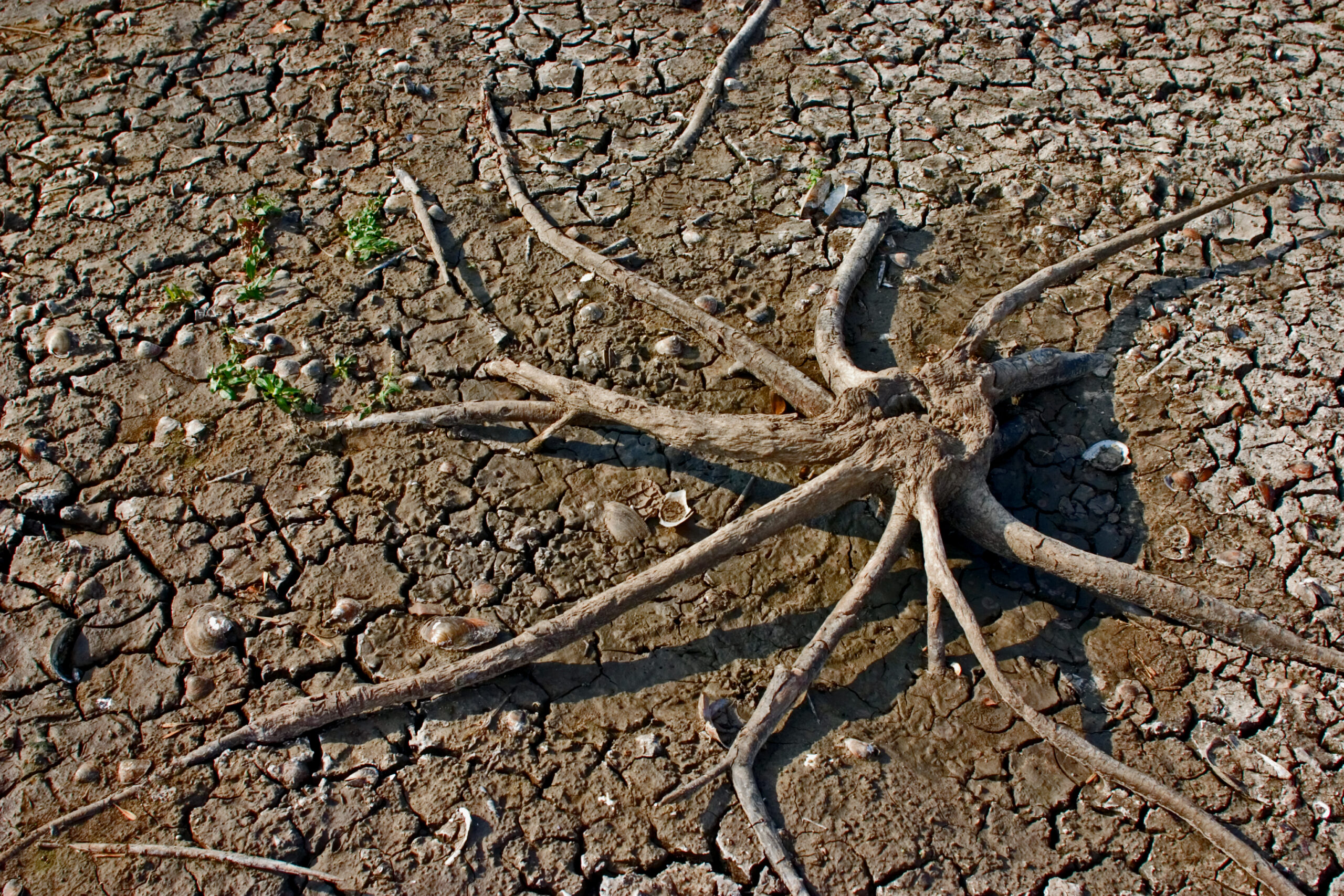 Dry Ground