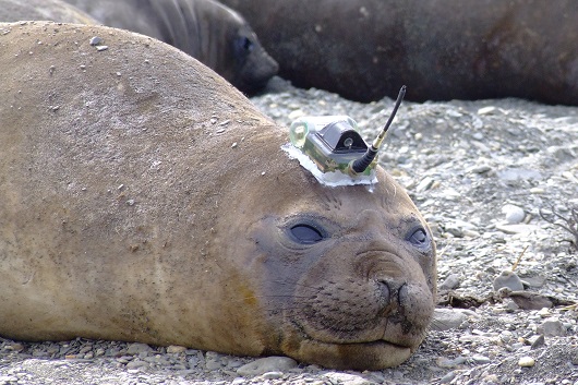 An ‘Army’ Of Seals Gathers Data In Antarctica