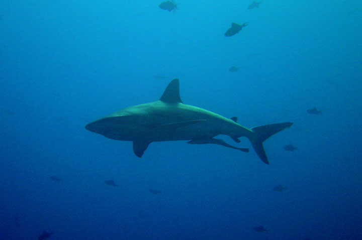 Large shark