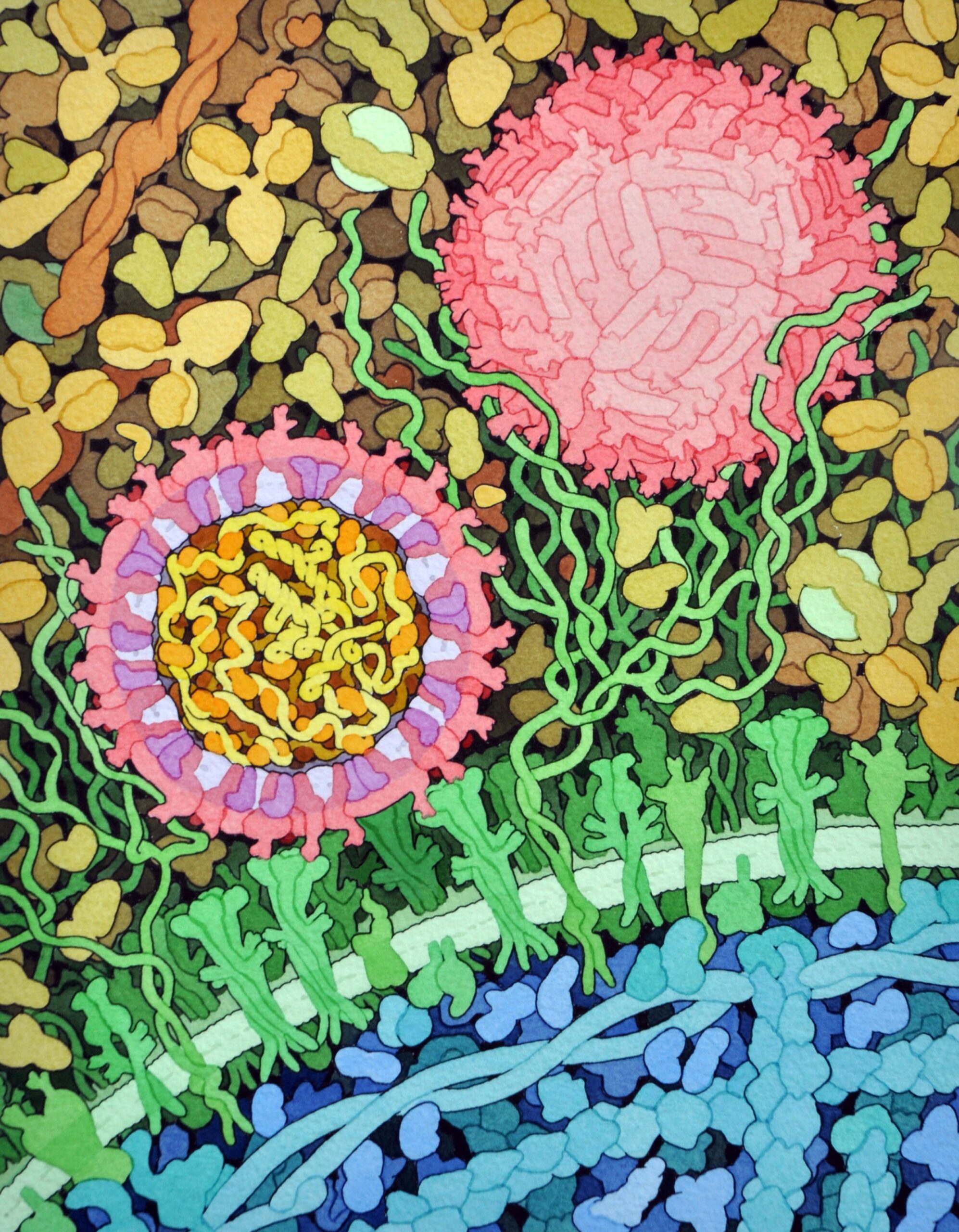 Zika virus illustration | Vizzies winner