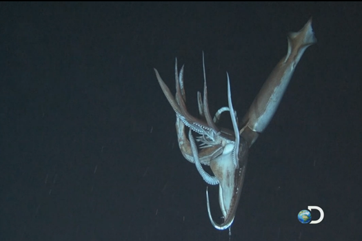 Despite Widely Varied Appearances, Giant Squid Worldwide Are Only One “Very Weird” Species