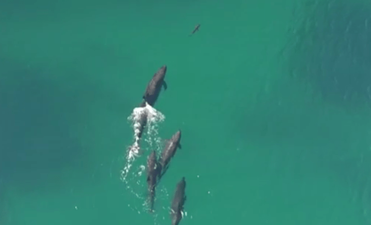 Watch Drone Footage Of Whales Hunting A Shark