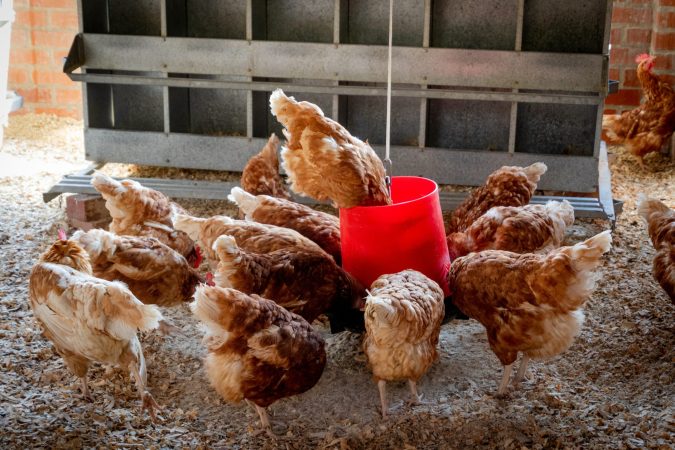 How studying chicken butts cracked the inner workings of our immune system