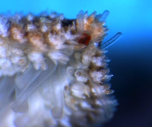 A sea star's compound eye