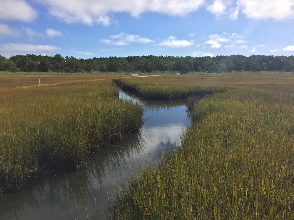 Saltwater wetland