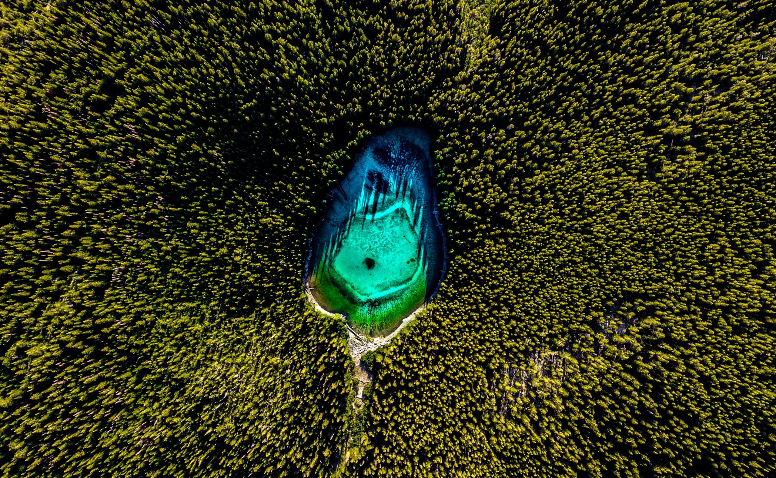 a forest seen from above