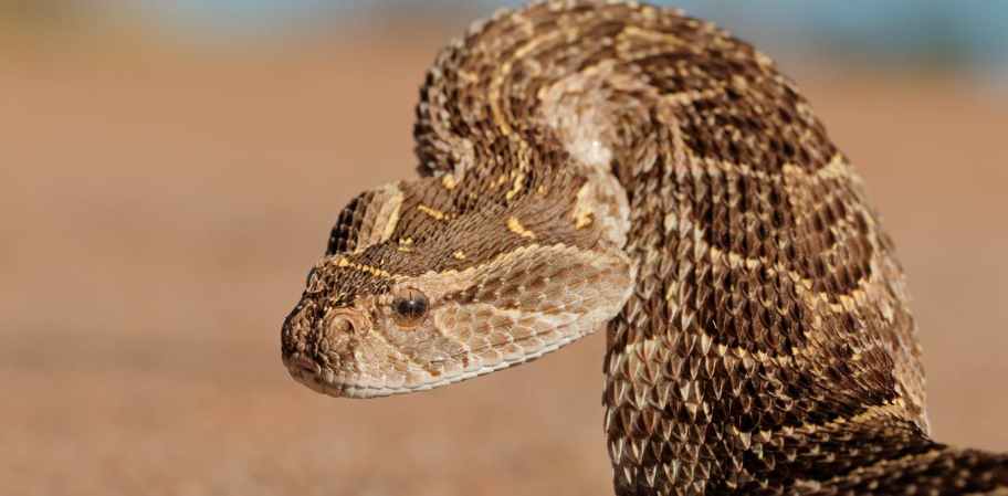 What snakes lack in legs they make up for with strange body manipulations