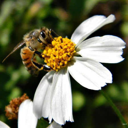 How Honey Bees Point Their Way To Food