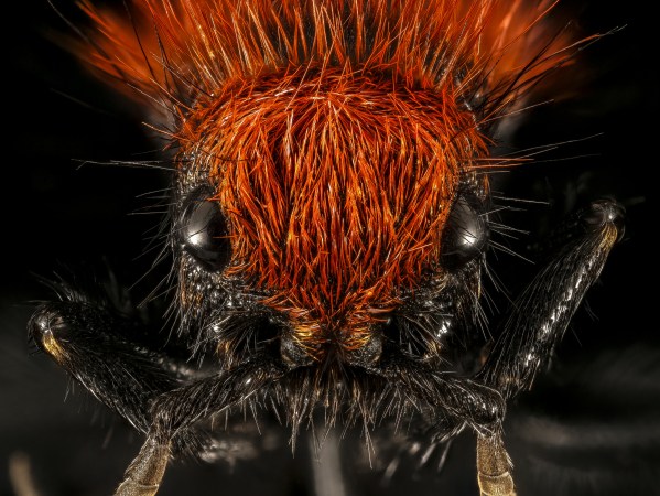 velvet ant face