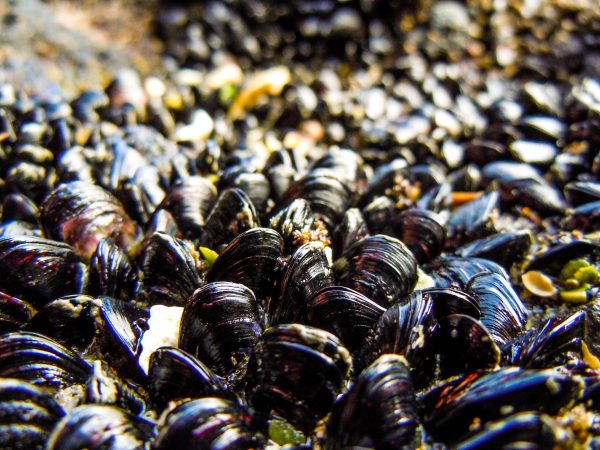 Using Nanoparticles And Mussel Glue To Clean Up Oil Spills