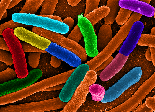 Our Modern Lifestyle May Be Destroying Microbiome Diversity