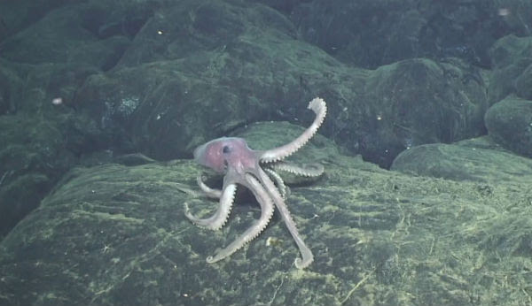 Scientists watch an undersea volcano shake, rattle, and inflate