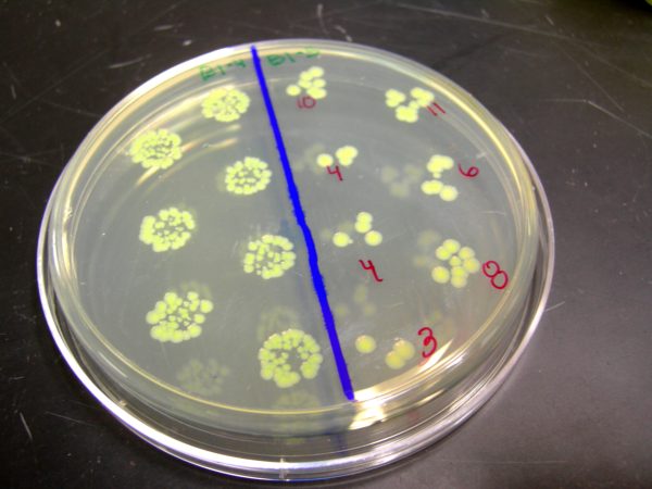 Mutant Bacteria Are Likely to Threaten Future Space Travelers