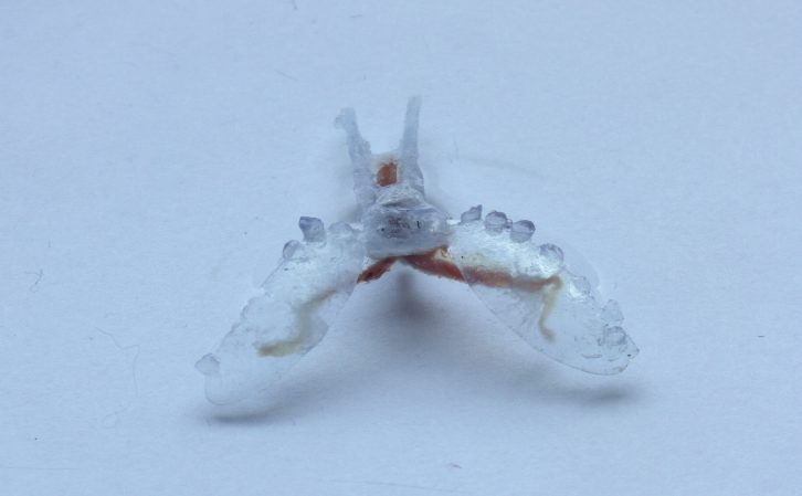 Biohybrid sea slug robot