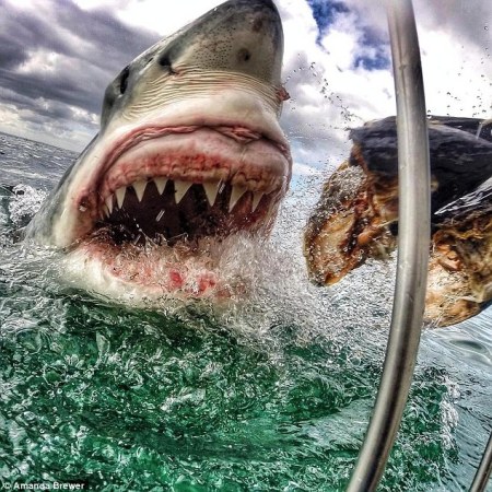 Toothy Sharks, Snake Robots, And Other Amazing Images Of The Week