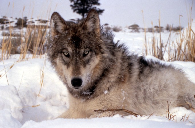 gray wolf