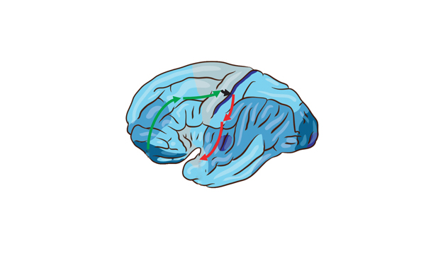 IBM Research Thinks It’s Solved Why The Brain Uses So Much Energy