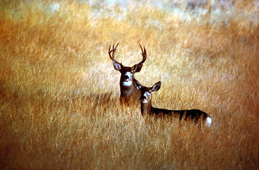 FYI: What Is Deer Antler Spray, And Why Would A Football Player Use It?