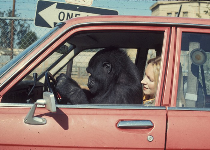 Koko in car