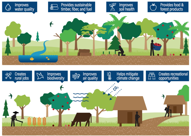 The many benefits of trees.