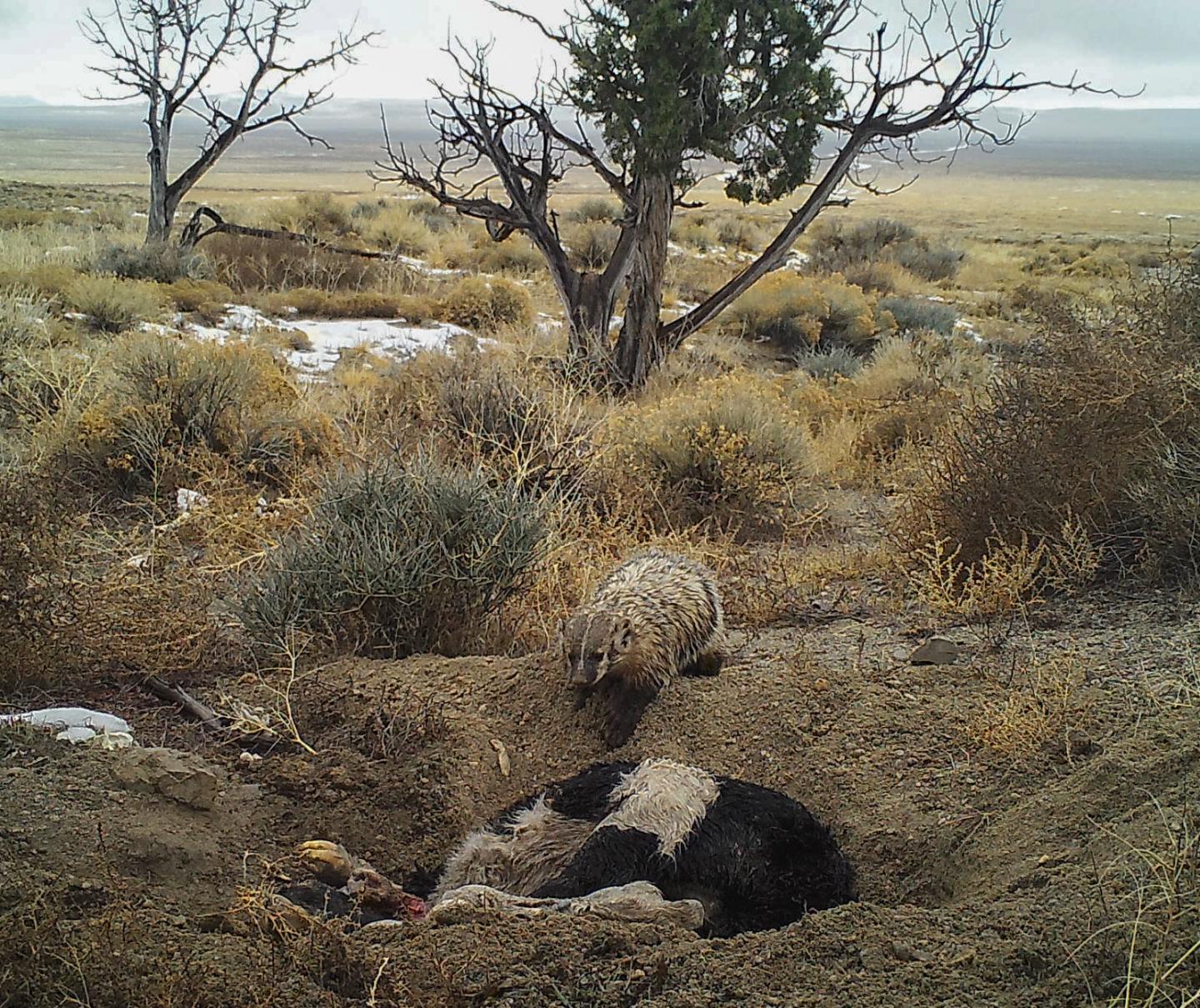 badger burying cow