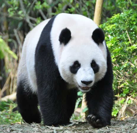 Sneaky Panda Fakes Pregnancy For Extra Treats And Attention