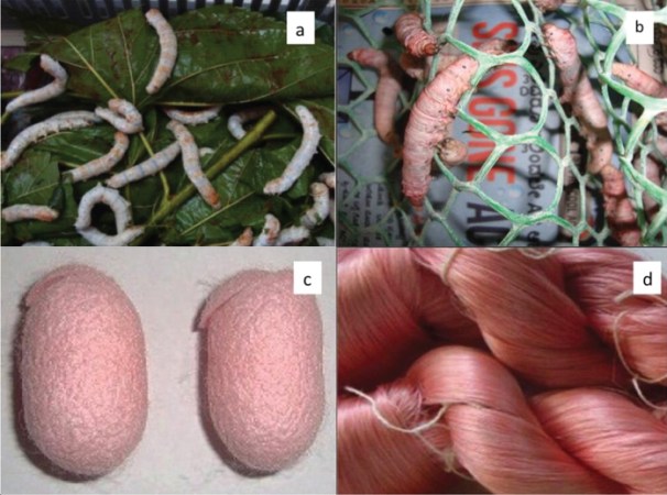 Scientists Color Silk By Feeding Silkworms Fabric Dyes