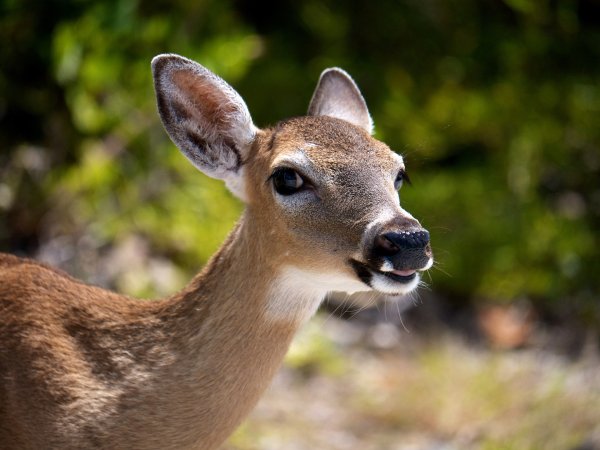 Chronic wasting disease takes years to kill deer, but it’s always terminal. 