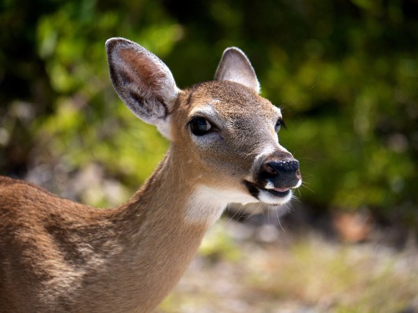 Chronic wasting disease takes years to kill deer, but it’s always terminal. 