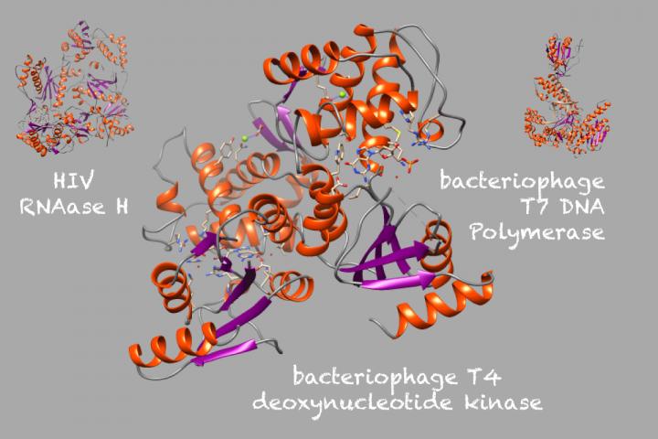 An Analysis of Protein Folds Opens a Window on Early Evolutionary Events