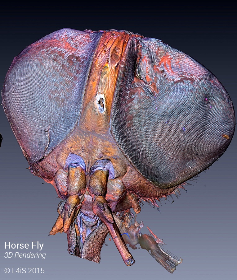 httpswww.popsci.comsitespopsci.comfilesgallery-horsefly-head-ii.jpg