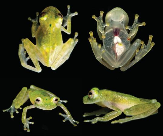 Hyalinobatrachium yaku glassfrog from beneath