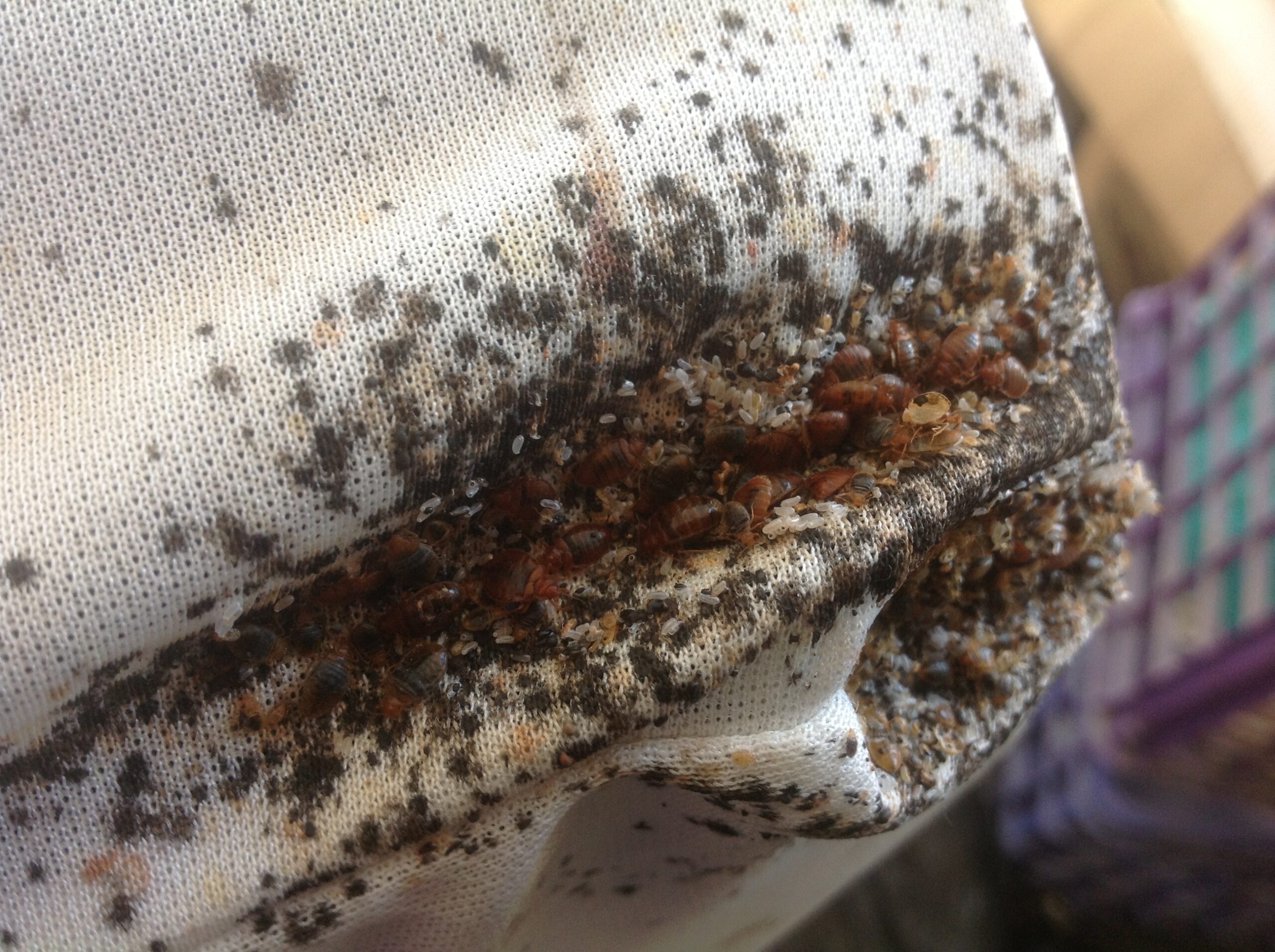 Bed bug refuge in a mattress seam containing bugs, exoskeletons, eggs, feces