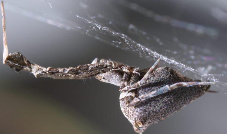 This Spider Weaves A Web Of Charged Silk