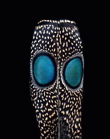 The grey peacock-pheasant has two bright blue spots that look like eyes