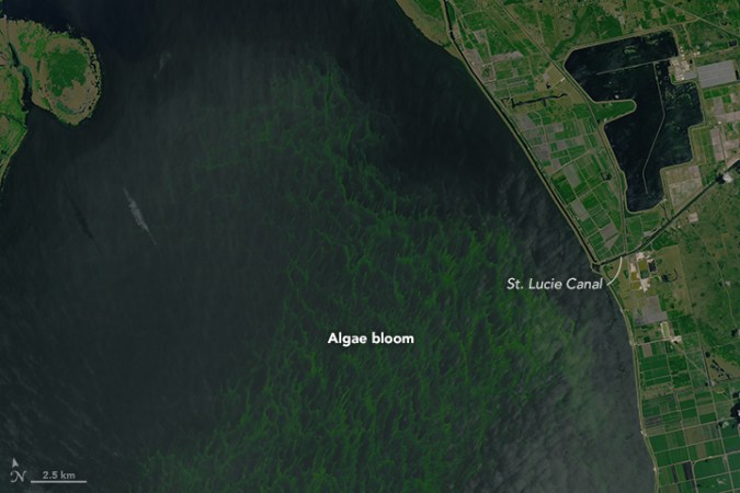 An Account of The Algal Affliction in Florida