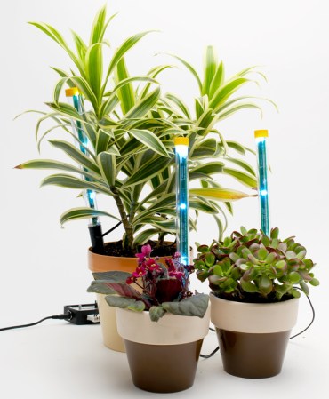 Three potted plants with homemade grow lights stuck into the dirt around them.