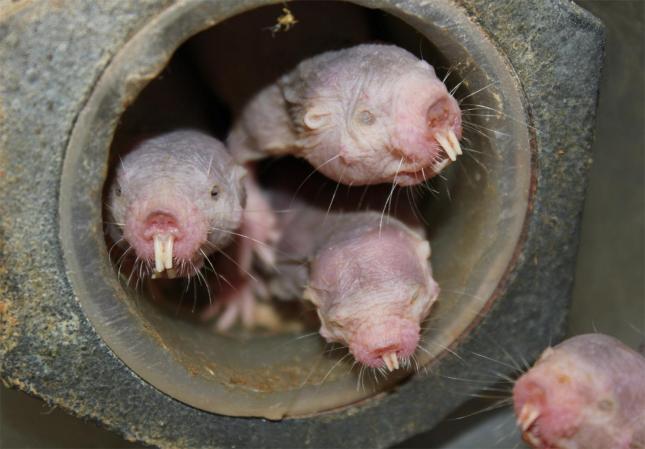 Warning: Do NOT get into a breath-holding contest with a naked mole rat