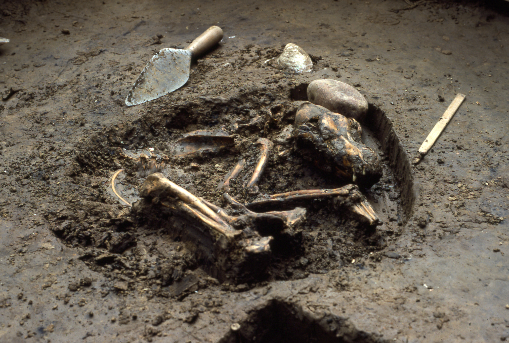 Dog grave from Koster site, 10,000 years old