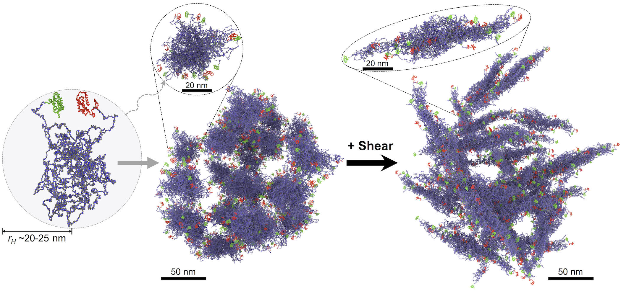 A new model describes bundles of self-organizing proteins.