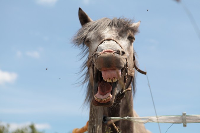 Now There’s A Comprehensive Guide To Horses’ Facial Expressions