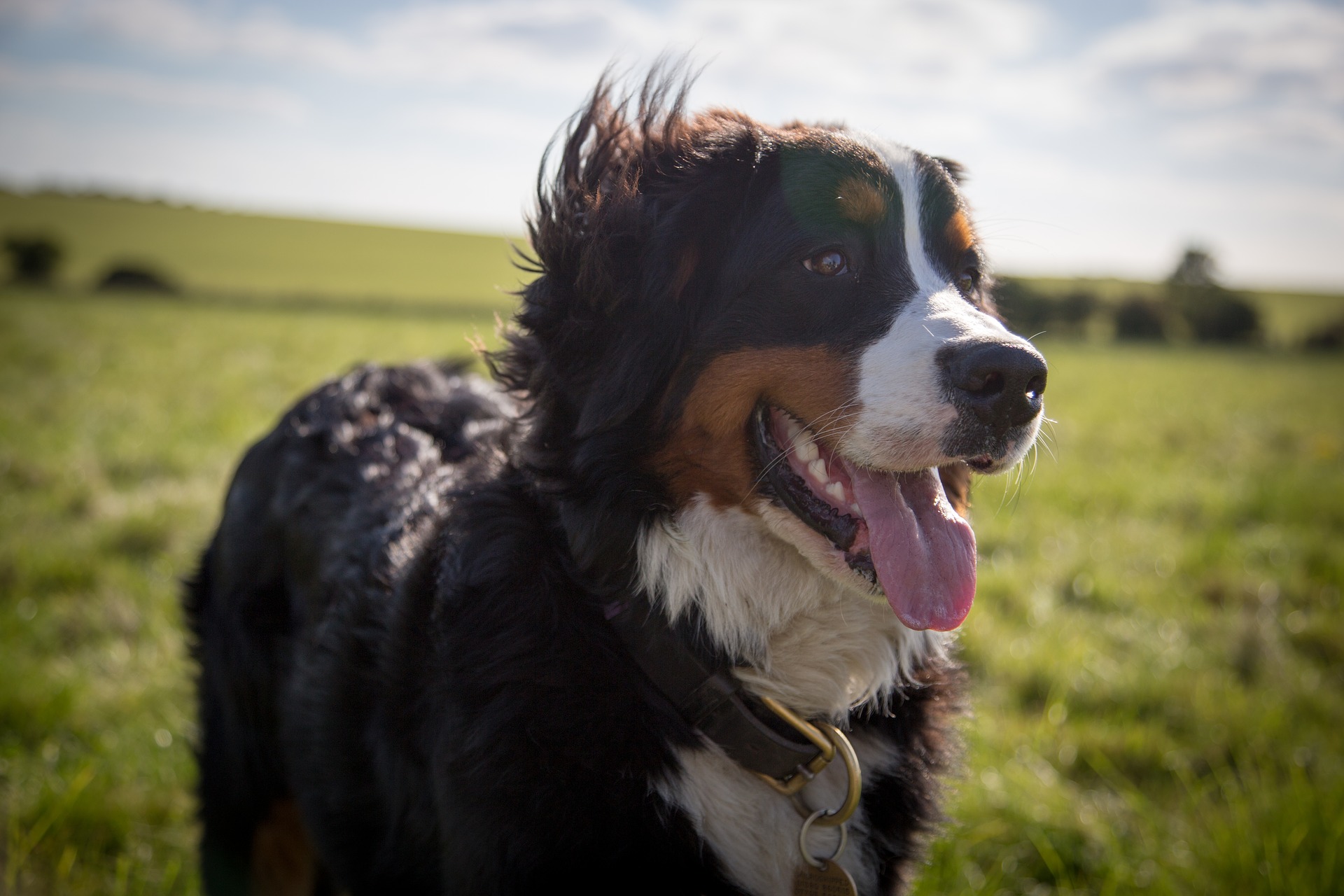 bernese mountain dog