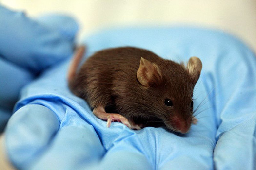 Study Finds That Injecting Old Mice With Young Mouse Blood Has a Rejuvenating Effect